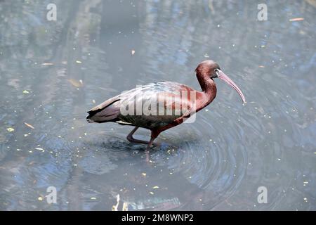 Il modello Glossy Ibis è caratterizzato da un design caratteristico, lungo e curvo verso il basso, di colore marrone oliva. La pelle del viso è grigio-blu con una linea bianca che si estende Foto Stock