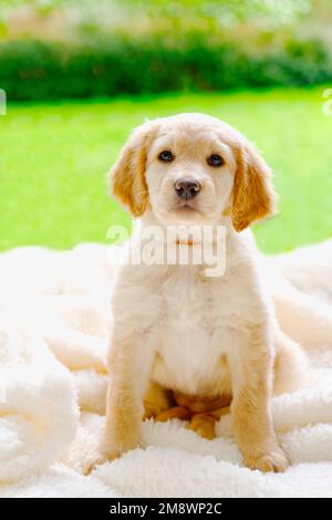 carino hovawart giovane cucciolo. Adorabile cucciolo Golden Retriever. dolce cucciolo nella giornata di sole Foto Stock