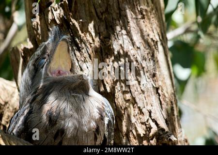 La frogmouth Tawny è grigio-argento, leggermente più pallida sotto, striata e chiazzata di nero e rufoso. L'occhio è giallo in entrambe le forme, e il largo, h Foto Stock