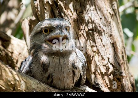 La frogmouth Tawny è grigio-argento, leggermente più pallida sotto, striata e chiazzata di nero e rufoso. L'occhio è giallo in entrambe le forme, e il largo, h Foto Stock