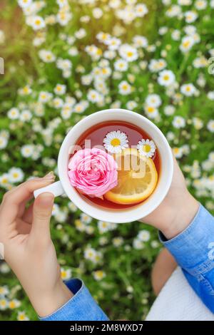 Vista dall'alto tè di camomilla in tazza bianca in mani di donna con rosa, limone su prato. Salute, piante per la medicina, fiori estivi, erbe, pic-nic in estate Foto Stock