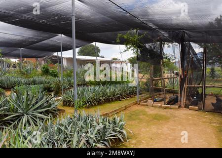 Pollo usato come un 'pesticida' naturale nella serra del vivaio di una fattoria Mezcal in Oaxaca Messico Foto Stock