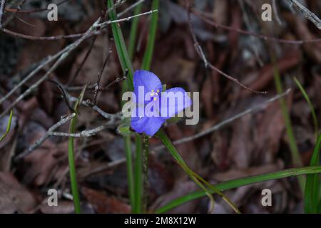 Tre petalo blu viola fiore Hairyflower spiderwort (Tradescantia hirsutiflora) Foto Stock