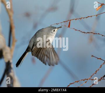 Blue-grigio Gnatcatcher (Polioptila Caerulea) caccia insetti in un albero, Brazos Bend state Park, Texas, Stati Uniti. Foto Stock