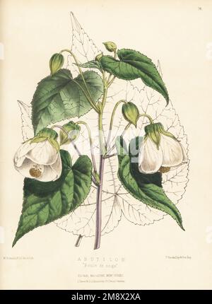 Abutilon ibrido, Boule de neige. Importato dalla Francia dal Sig. Standish della Royal Nursery Ascot. Illustrazione botanica a mano disegnata e litografata da Worthington George Smith da Henry Honywood Dombrain's Floral Magazine, New Series, Volume 2, L. Reeve, Londra, 1873. Litografia stampata da Vincent Brooks, Day & Son. Foto Stock