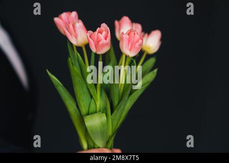 bouquet di tulipani rosa in primo piano da uomo Foto Stock