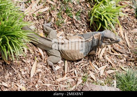 l'iguana femmina sta spargendo la sua pelle Foto Stock