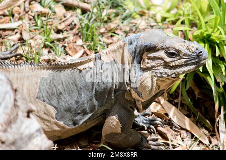 la donna rinoceros iguana sta spargendo la sua pelle Foto Stock