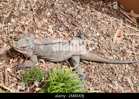 il maschio rinoceros iguana sta spargendo la sua pelle Foto Stock