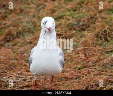 Funny Bird, Australian Silver Gull gabbiano con un pezzo di erba nel suo Bill da nutrirsi di insetti e uno sguardo sciocco sul suo volto Foto Stock