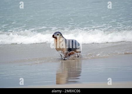 il leone di mare ha una cima grigia così quando visto dall'alto si annaffia con l'acqua e un fondo bianco così quando visto dal basso sembra il cielo Foto Stock