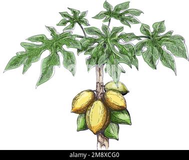 Disegno di colore dell'albero di papaya Illustrazione Vettoriale