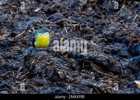 Grey Wagtail Motacilla cinerea alla ricerca di prodotti alimentari in una fattoria North Norfolk, Regno Unito Foto Stock