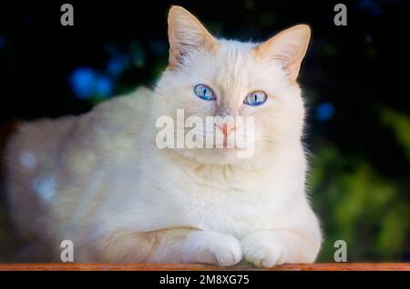 Blue, un gatto siamese a punta di fiamma, guarda fuori una finestra, 15 gennaio 2023, a Coden, Alabama. Foto Stock