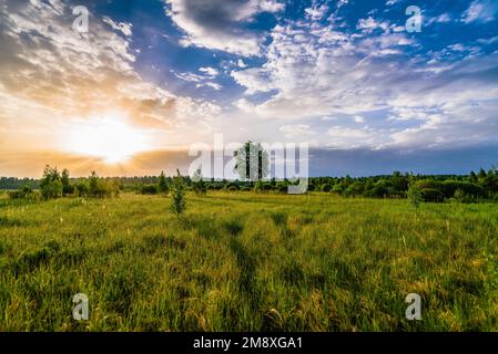 bel paesaggio estivo mattutino con un albero soleggiato nel prato e la foresta all'orizzonte con l'alba e la luce del sole nel cielo nuvoloso Foto Stock