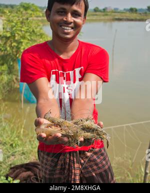 Gamberetti e gamberetti considerati come un oro bianco per gli agricoltori del Bangladesh meridionale come è la loro principale raccolta di denaro e fonte di cambio per il Foto Stock