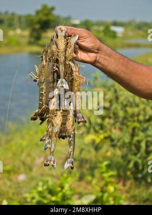 Gamberetti e gamberetti considerati come un oro bianco per gli agricoltori del Bangladesh meridionale come è la loro principale raccolta di denaro e fonte di cambio per il Foto Stock