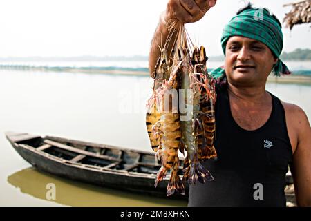 Gamberetti e gamberetti considerati come un oro bianco per gli agricoltori del Bangladesh meridionale come è la loro principale raccolta di denaro e fonte di cambio per il Foto Stock