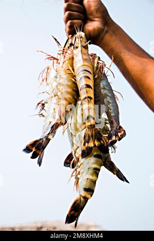 Gamberetti e gamberetti considerati come un oro bianco per gli agricoltori del Bangladesh meridionale come è la loro principale raccolta di denaro e fonte di cambio per il Foto Stock