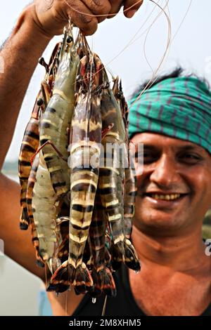 Gamberetti e gamberetti considerati come un oro bianco per gli agricoltori del Bangladesh meridionale come è la loro principale raccolta di denaro e fonte di cambio per il Foto Stock