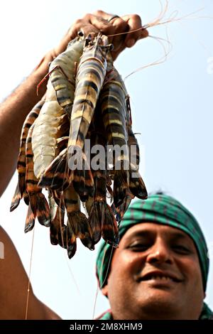 Gamberetti e gamberetti considerati come un oro bianco per gli agricoltori del Bangladesh meridionale come è la loro principale raccolta di denaro e fonte di cambio per il Foto Stock