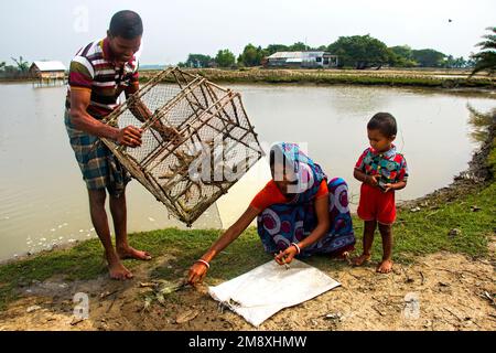 Gamberetti e gamberetti considerati come un oro bianco per gli agricoltori del Bangladesh meridionale come è la loro principale raccolta di denaro e fonte di cambio per il Foto Stock