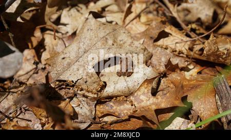Piccola rana marrone mimetchiata sulle foglie autunnali, Bear Mountain. Foto Stock