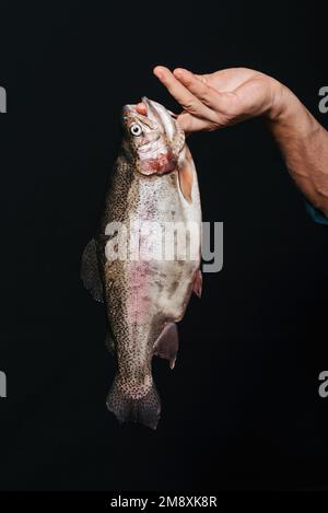 trota fresca nelle mani di un uomo primo piano su uno sfondo nero Foto Stock