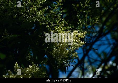 Gli alberi di sambuco Nigra sono europei e non sono nativi dell'Australia, ma i loro fiori e profumi sono molto benvenuti nei nostri giardini. Foto Stock