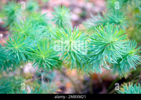 Primo piano dei rami di pino verde in estate Foto Stock