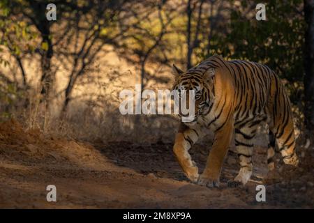 Tigre del Bengala selvaggia che cammina su un sentiero forestale nella giungla della riserva delle tigri di Ranthambore Foto Stock