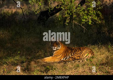 Tigre del Bengala selvaggio seduto e guardando la macchina fotografica, all'ombra di un albero nel parco nazionale di Ranthambore, India Foto Stock