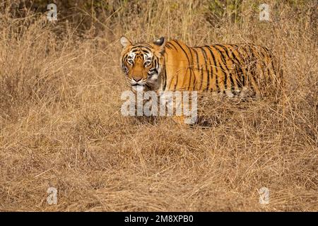 Tigre selvatiche camminando attraverso un'area aperta di erba secca nelle foreste secche del parco nazionale di Ranthambore in India Foto Stock