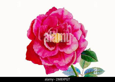 Un fiore rosa. Quadri isolati acquerelli originali di rose e foglie verdi in primavera su sfondo bianco. Pittura originale con invitatio Foto Stock