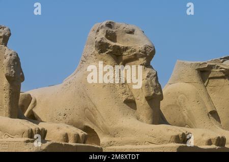 Sphinx con testa a RAM, Phinx Alley di fronte al 1st Pylon, Tempio di Karnak, Karnak, Egitto Foto Stock