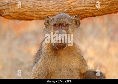 Ritratto di baboon di Chacma (Papio hamadryas ursinus), Parco Nazionale di Kruger, Sudafrica Foto Stock