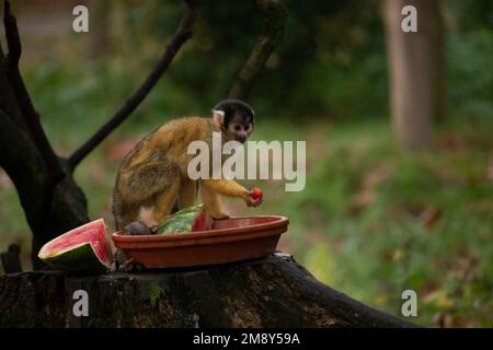 Una vista panoramica di una scimmia trovato mangiare un anguria mentre si trova su un ceppo di un albero Foto Stock