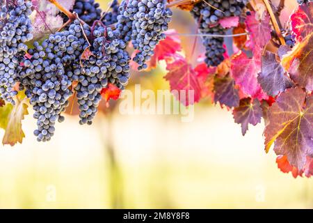 Grappoli blu di uve della varietà Alibernet in vigna. Foto Stock