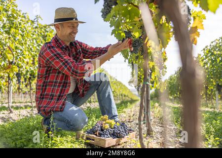 Un enologo soddisfatto raccoglie l'uva nella sua vigna. Foto Stock