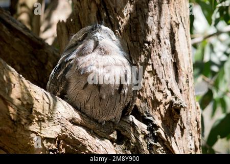 il frogmouth tawny lo usa colorare per nascondersi dai preditors poichè si mescola dentro con un albero Foto Stock