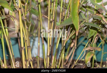 I giovani germogli di Messo Bamboo: Una vista ravvicinata Foto Stock