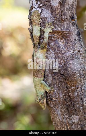 Uroplatus sikorae, gecko a coda piatta (o gecko a coda piatta) del sud, è una specie di lucertola endemica protetta della famiglia Gekkonidae. Eseguito Foto Stock