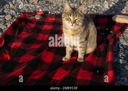 Ritratto gatto a righe grigie. Il gatto è seduto su una coperta rossa sulla spiaggia di mare e guarda nella macchina fotografica. Il concetto di relax, viaggio. Uno sly lo Foto Stock