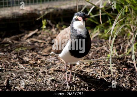 il lapwing a fasce è marrone nero e bianco con due marcature rosse di acqua minerale dai loro occhi e un becco giallo Foto Stock