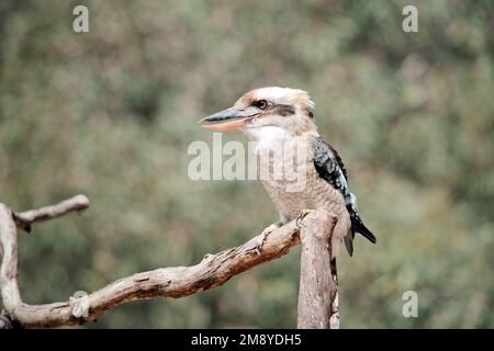 Il ridente kookaburra è il più grande dei Martin pescatori. Ha una grande fattura che ha una mandibola superiore nera (becco superiore) e una mandibola inferiore abbronzata. T Foto Stock