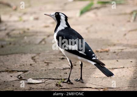 Il larice-magpie, conosciuto anche come magpie, peewee, peewit o mudlark, è un uccello passerino originario dell'Australia, Foto Stock