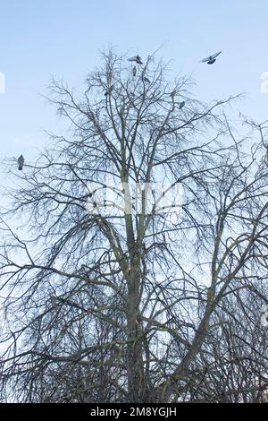 Un gregge di piccioni è seduto su un albero contro il cielo Foto Stock