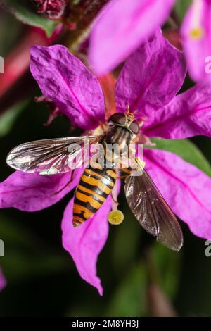 Una marmalata sorvola, Episyrphus balteatus, nutrirsi di un fiore viola. Foto Stock