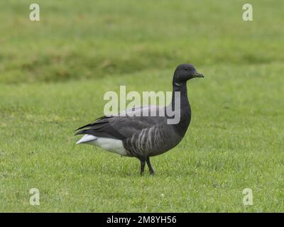 Un'unica oca brante, Branta bernicla, in piedi in un campo. Foto Stock