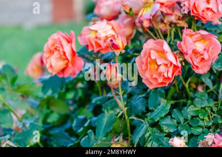 Un cespuglio di rose rosa in un giardino estivo Foto Stock